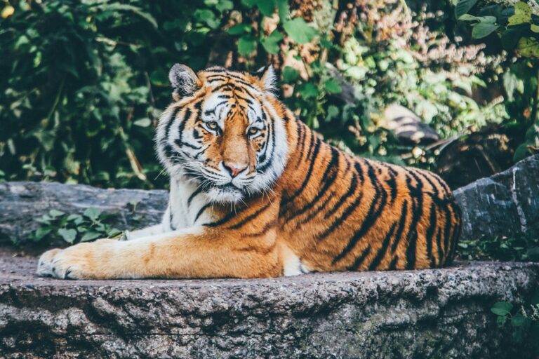 Femeie atacată de un tigru la o grădină zoologică din Germania